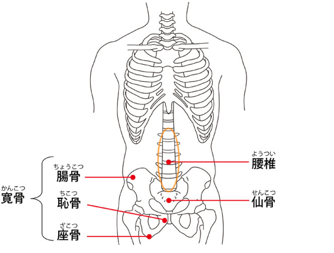 腰 解剖図